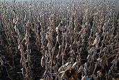Soy Field